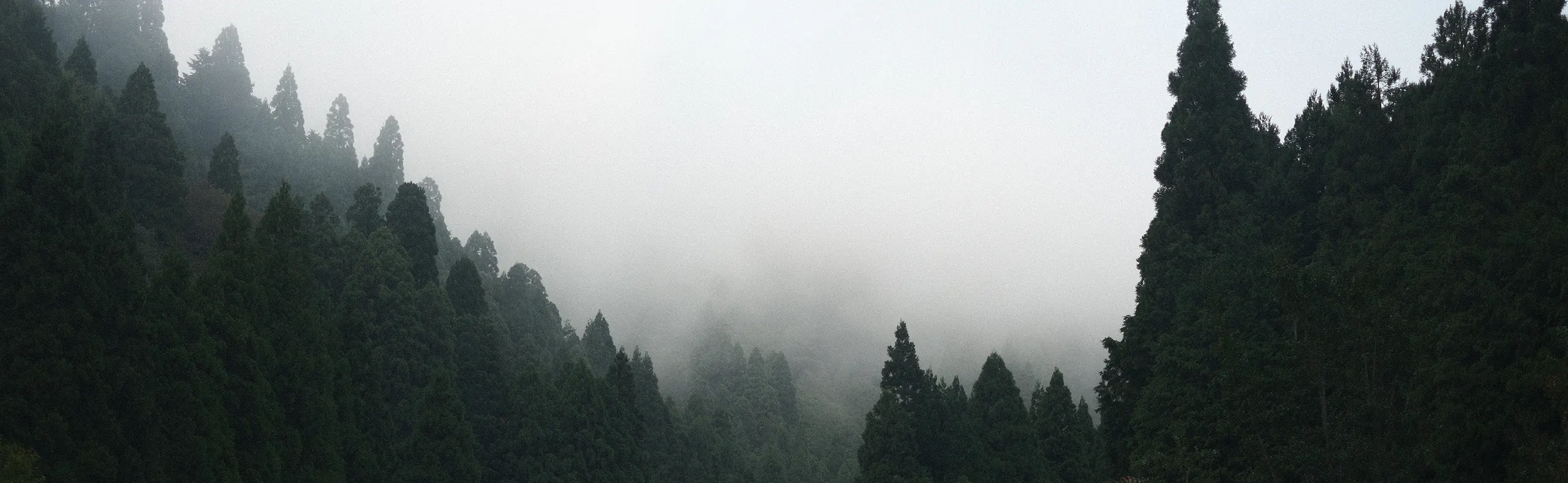 木漏れ日が差す炭山の森
